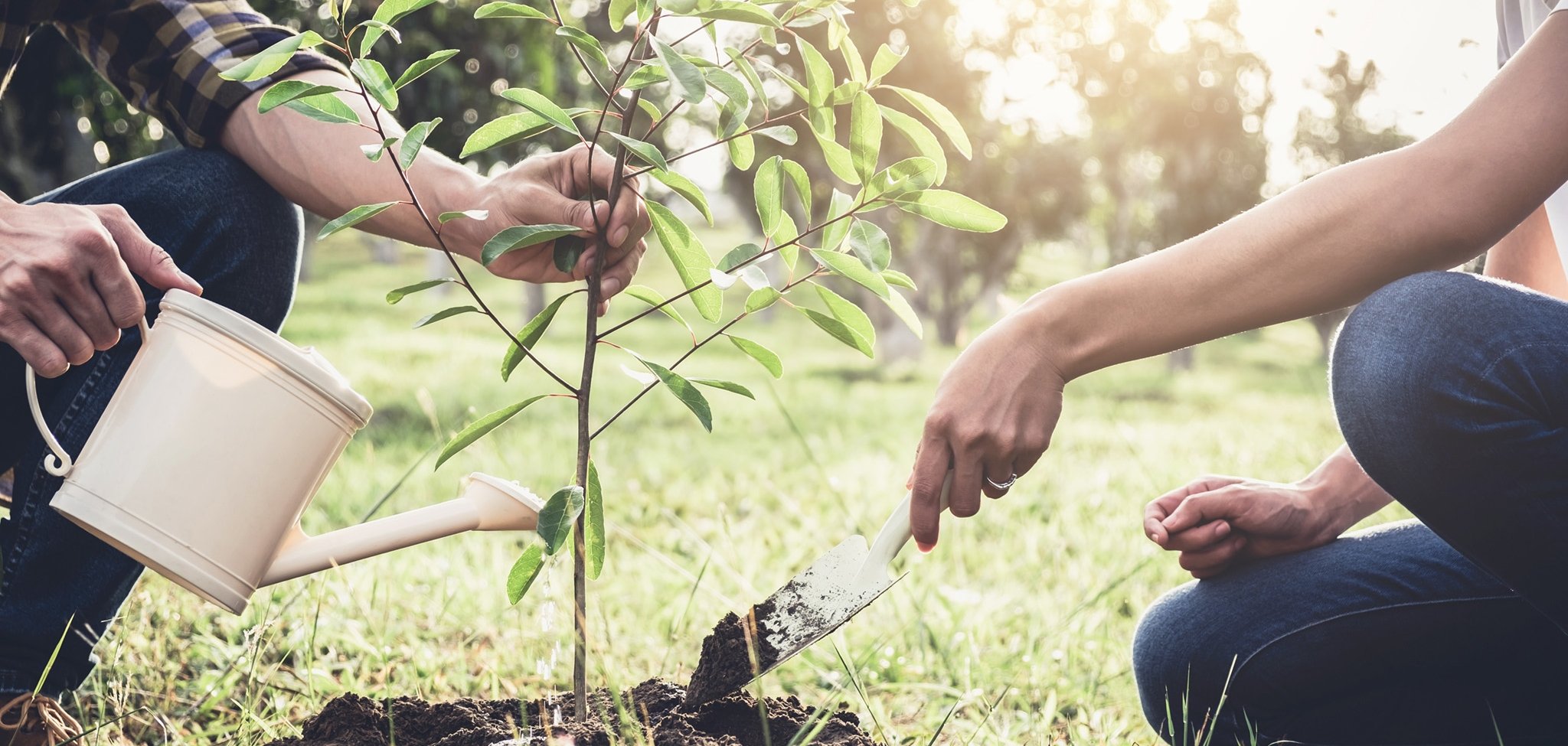 Young couple planting the tree while Watering a tree working in