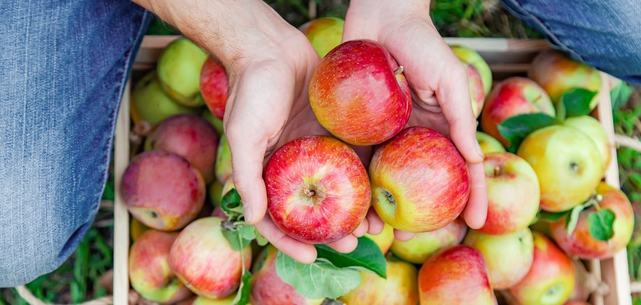 Man gardener picks apples in the garden in the garden. Selective focus.