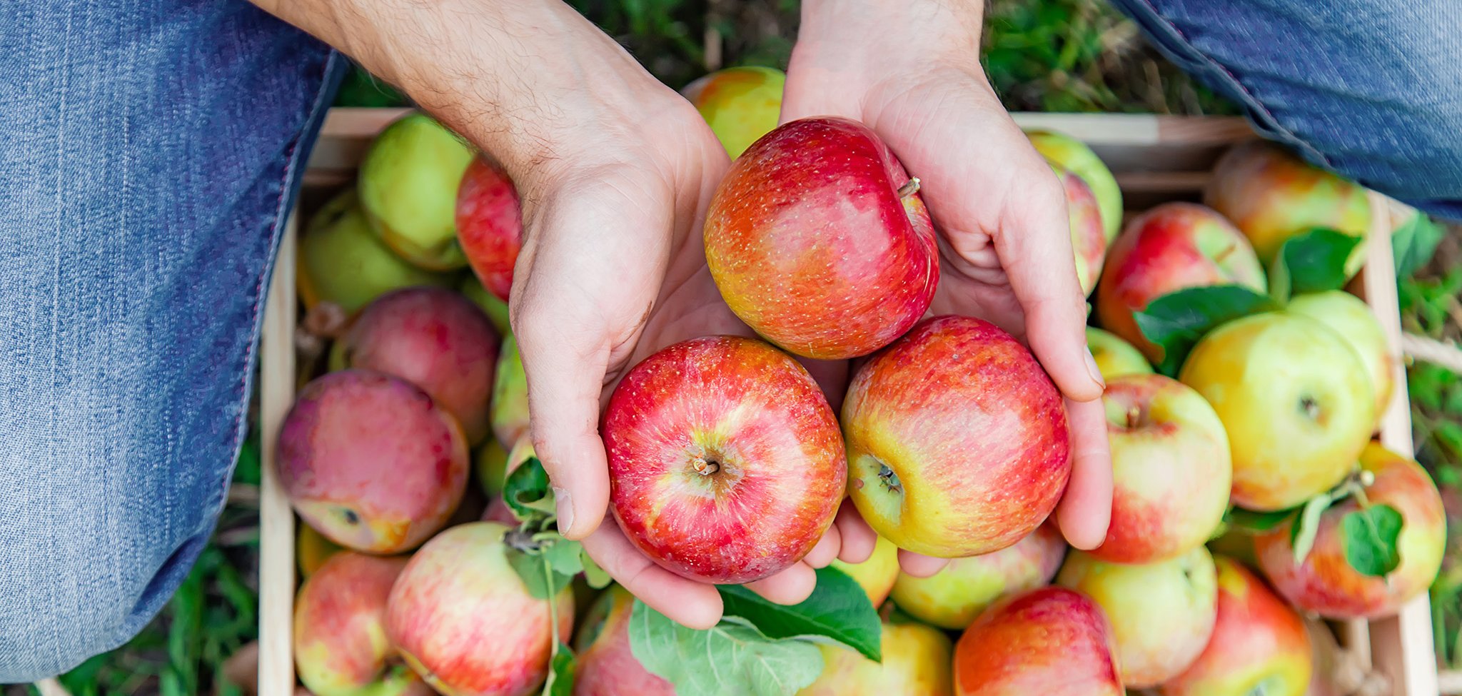 Man gardener picks apples in the garden in the garden. Selective focus.