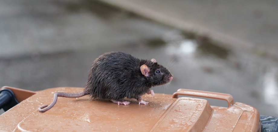 braune Wanderratte, Rattus norvegicus, sitzt auf einer Mülltonn