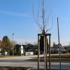 Baumpflanzungen