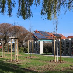 Baumpflanzungen