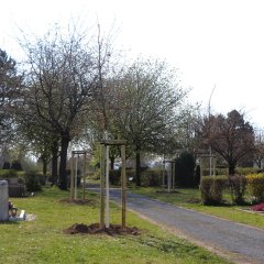 Baumpflanzungen