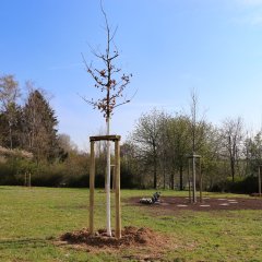 Baumpflanzungen
