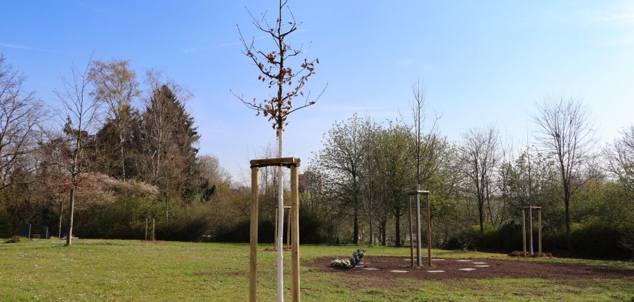 Baumpflanzungen